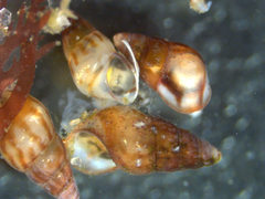 Barleeia unifasciata