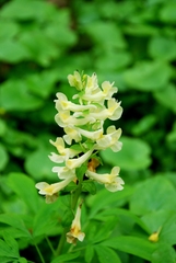 Corydalis cava marschalliana