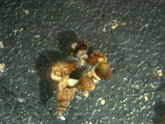 Barleeia unifasciata