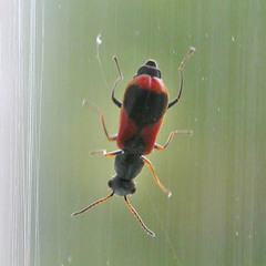 Anthocomus equestris