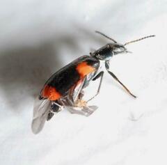 Anthocomus