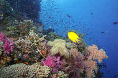 Amblyglyphidodon aureus