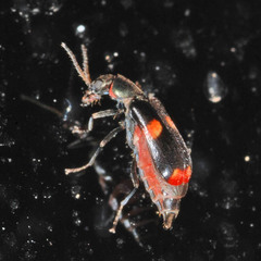 Anthocomus fasciatus