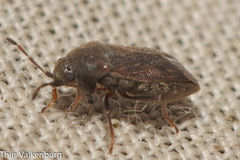 Stygnocoris