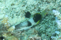 Thalassoma nigrofasciatum