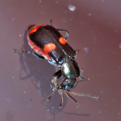 Anthocomus fasciatus