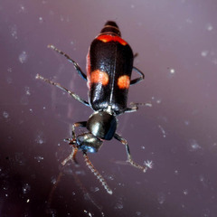 Anthocomus fasciatus