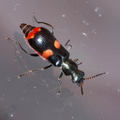 Anthocomus fasciatus