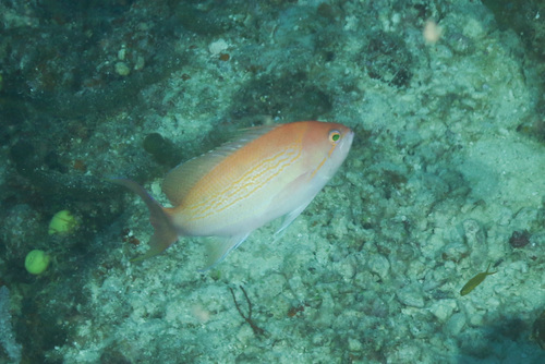 Pseudanthias luzonensis observed 2022-12-05