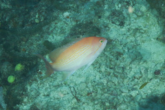 Pseudanthias luzonensis