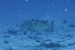 Epinephelus fuscoguttatus