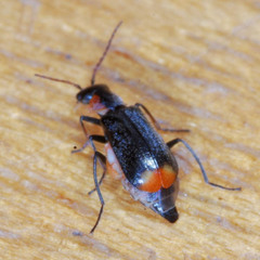 Axinotarsus marginalis