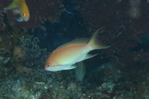 Pseudanthias luzonensis observed 2022-12-05