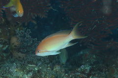 Pseudanthias luzonensis