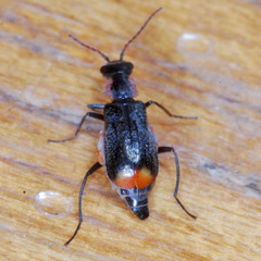 Axinotarsus marginalis