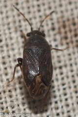 Stygnocoris