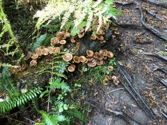 Armillaria nabsnona