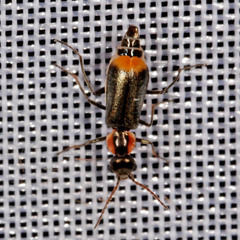 Axinotarsus marginalis