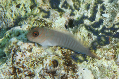 Chestnut Blenny photo 5