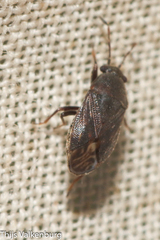 Stygnocoris
