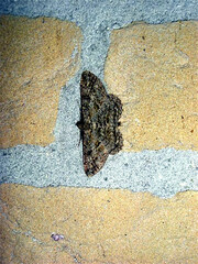 Peribatodes rhomboidaria