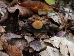 Psilocybe caerulipes
