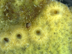 Hymeniacidon perlevis