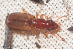 Paradromius