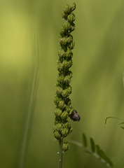 Tofieldia calyculata