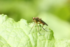 Empis