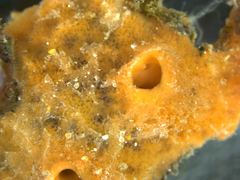 Hymeniacidon perlevis