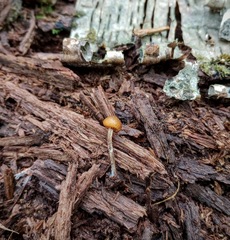 Psilocybe caerulipes