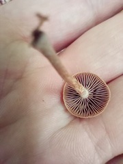 Psilocybe caerulipes