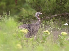 Meleagris gallopavo intermedia