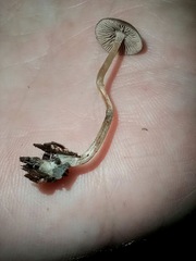 Psilocybe caerulipes