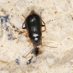 Ebaeus