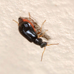 Ebaeus