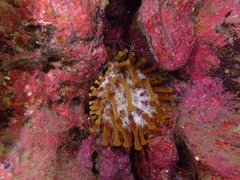 Telmatactis cricoides