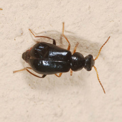 Ebaeus