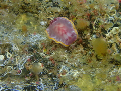 Felimida purpurea