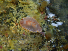 Felimida purpurea