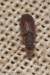 Berginus tamarisci