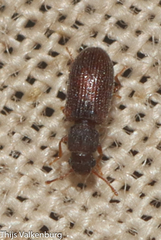 Berginus tamarisci