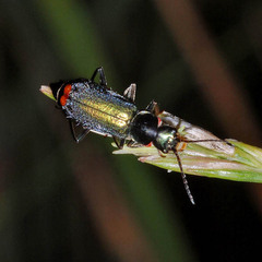 Clanoptilus geniculatus