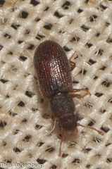 Berginus tamarisci