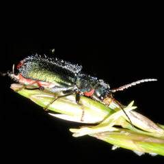 Clanoptilus geniculatus