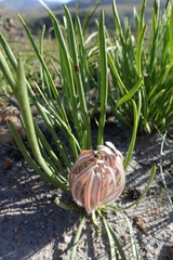 Protea scabra