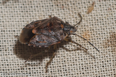 Holcogaster fibulata