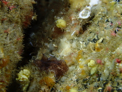 Pericelis cata