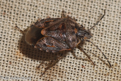 Holcogaster fibulata